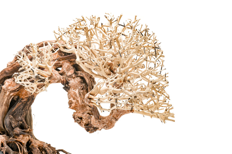 UNSHARDSCAPE UNS Bonsai 013 driftwood piece with intricate natural wood grain and organic shape, suitable for bonsai or decorative display.