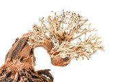 UNSHARDSCAPE UNS Bonsai 013 driftwood piece with intricate natural wood texture and unique shape, ideal for bonsai or aquarium decor