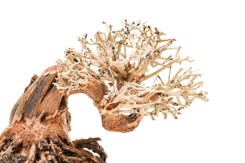 UNSHARDSCAPE UNS Bonsai 013 driftwood piece with intricate natural wood texture and unique shape, ideal for bonsai or aquarium decor