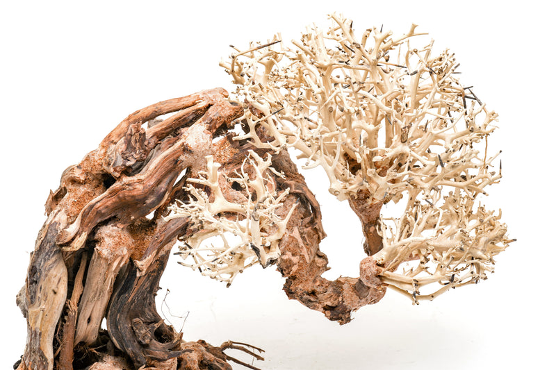 UNSHARDSCAPE UNS Bonsai 013 driftwood piece with intricate, natural wood texture and organic shape for bonsai or decorative display