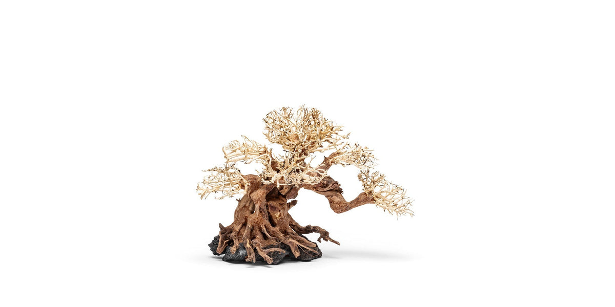 UNS Bonsai 014 Thick Trunk Curved Branches Driftwood Tree