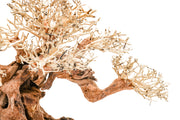 UNSHARDSCAPE UNS Bonsai 014 driftwood piece with intricate natural wood textures and organic shape for bonsai or decorative use
