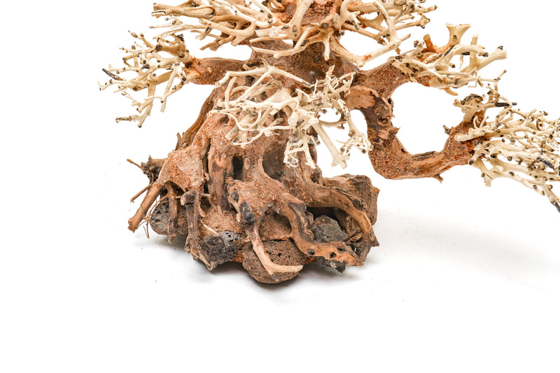 UNSHARDSCAPE UNS Bonsai 014 driftwood piece with natural, textured wood for bonsai or decorative display
