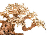 UNSHARDSCAPE UNS Bonsai 014 driftwood piece with natural, twisted shape ideal for bonsai or decorative displays.