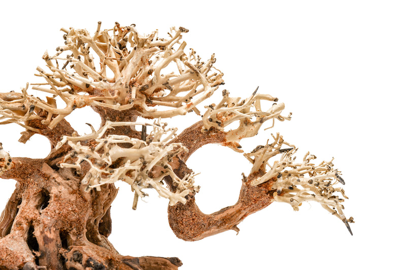 UNSHARDSCAPE UNS Bonsai 014 driftwood piece with natural, twisted shape ideal for bonsai or decorative displays.