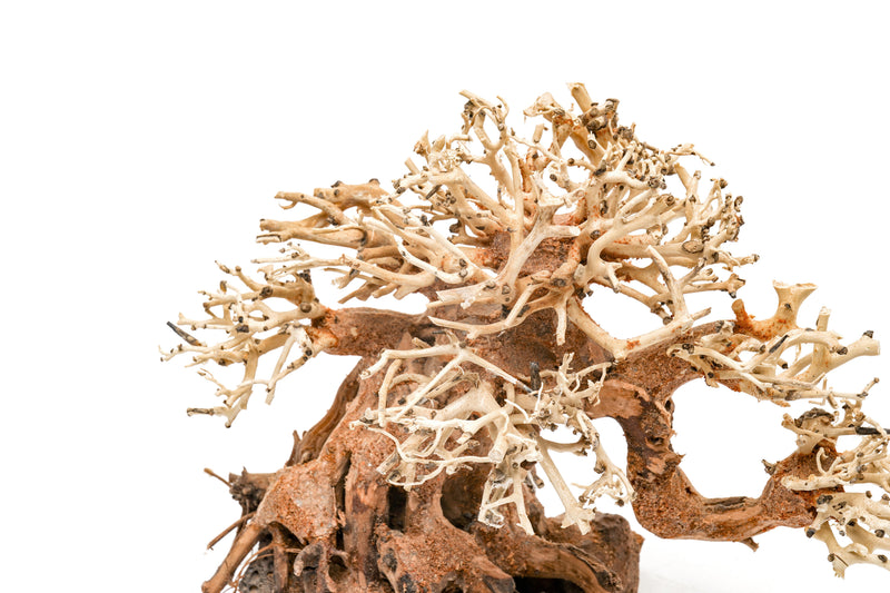 UNS Bonsai 014 driftwood piece from UNSHARDSCAPE, natural wood sculpture for bonsai or decorative display.