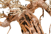 UNSHARDSCAPE UNS Bonsai 015 driftwood piece with intricate natural wood textures and organic shape for bonsai or decorative display