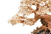 UNSHARDSCAPE UNS Bonsai 015 driftwood piece with natural textured, twisted wood, ideal for bonsai or decorative displays