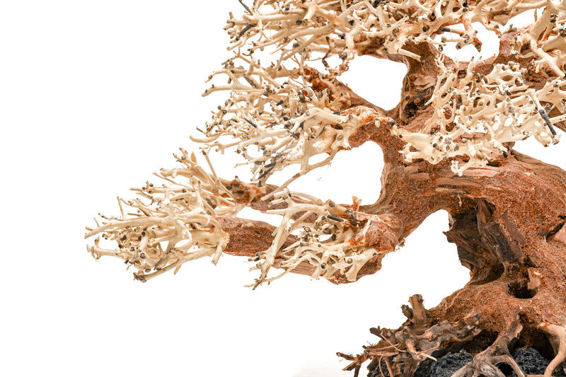 UNSHARDSCAPE UNS Bonsai 015 driftwood piece with natural textured, twisted wood, ideal for bonsai or decorative displays