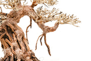 UNSHARDSCAPE UNS Bonsai 015 driftwood piece for aquarium or terrarium, natural wood with intricate grain detail.