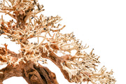 UNSHARDSCAPE UNS Bonsai 015 driftwood piece with intricate natural wood grain and organic shape, suitable for bonsai or decorative displays.