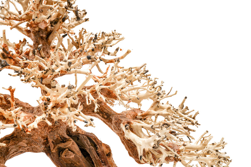 UNSHARDSCAPE UNS Bonsai 015 driftwood piece with intricate natural wood grain and organic shape, suitable for bonsai or decorative displays.