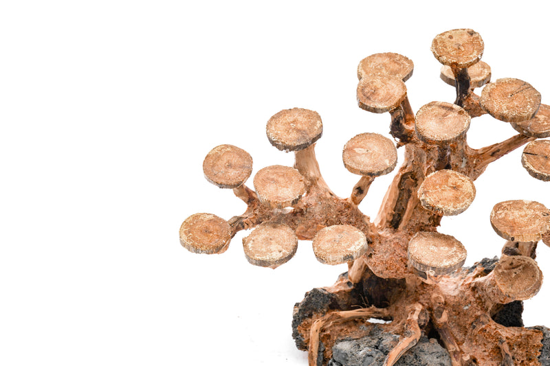 UNS Bonsai 016 driftwood from UNSHARDSCAPE, showing a natural, twisted piece of wood for bonsai or decorative displays.