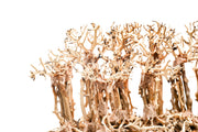 UNS Bonsai 017 driftwood piece by UNSHARDSCAPE, natural wood with intricate grain and organic shape for bonsai or decorative use