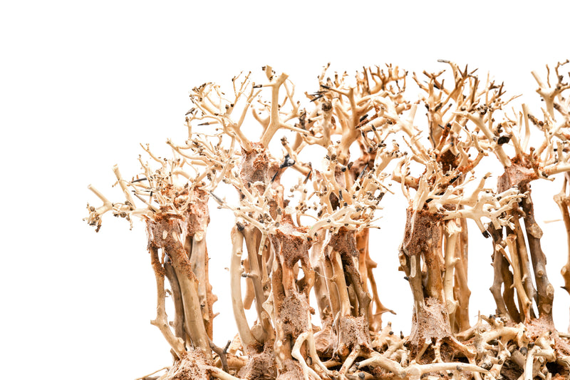 UNS Bonsai 017 driftwood piece by UNSHARDSCAPE, natural wood with intricate grain and organic shape for bonsai or decorative use