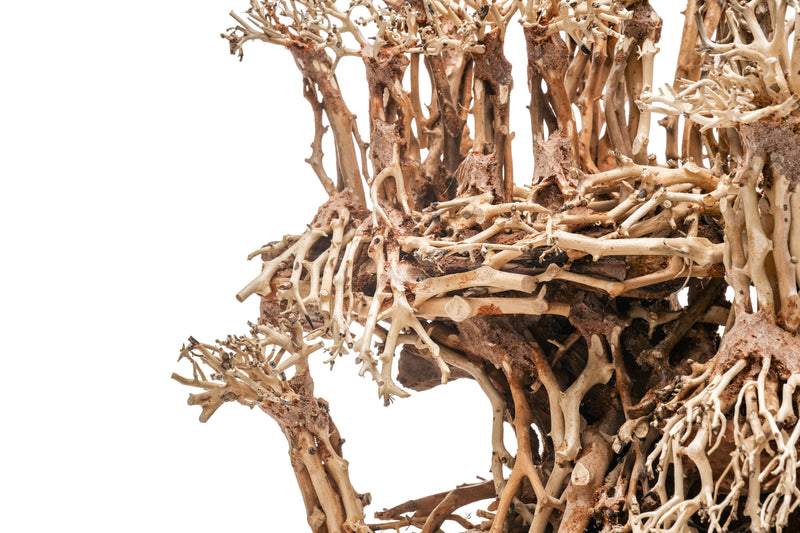 UNSHARDSCAPE UNS Bonsai 017 driftwood piece with intricate natural wood grain and unique shape for bonsai or decorative use
