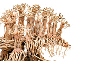 UNSHARDSCAPE UNS Bonsai 017 driftwood piece with intricate natural wood texture and organic shape for bonsai or decorative displays