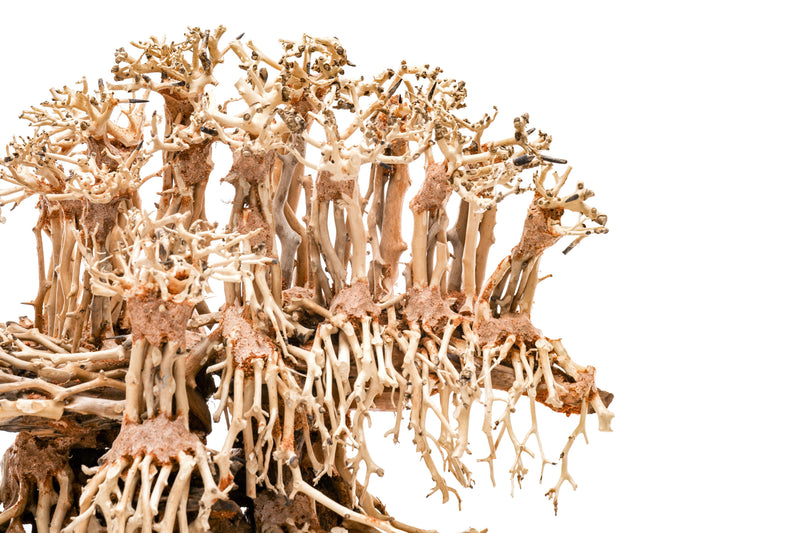 UNSHARDSCAPE UNS Bonsai 017 driftwood piece with intricate natural wood texture and organic shape for bonsai or decorative displays