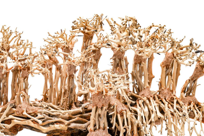 UNSHARDSCAPE UNS Bonsai 017 driftwood sculpture with intricate natural wood details on a plain background