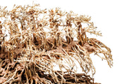 UNSHARDSCAPE UNS Bonsai 017 driftwood piece with intricate natural textures and organic shape for bonsai or decorative display