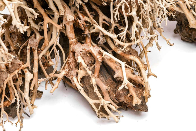 UNSHARDSCAPE UNS Bonsai 017 driftwood piece with intricate, natural wood texture, ideal for bonsai or decorative displays