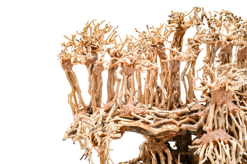 UNSHARDSCAPE UNS Bonsai 017 driftwood piece with intricate, natural wood textures for bonsai or decorative arrangements