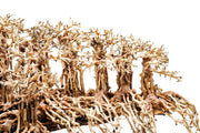 UNSHARDSCAPE UNS Bonsai 017 driftwood piece with intricate natural textures and organic shapes for bonsai or decorative use