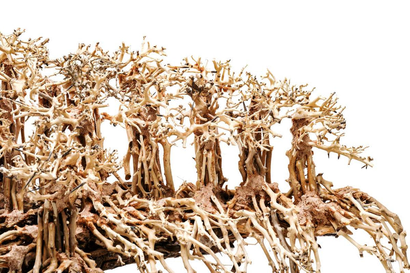 UNSHARDSCAPE UNS Bonsai 017 driftwood piece with intricate natural textures and organic shapes for bonsai or decorative use