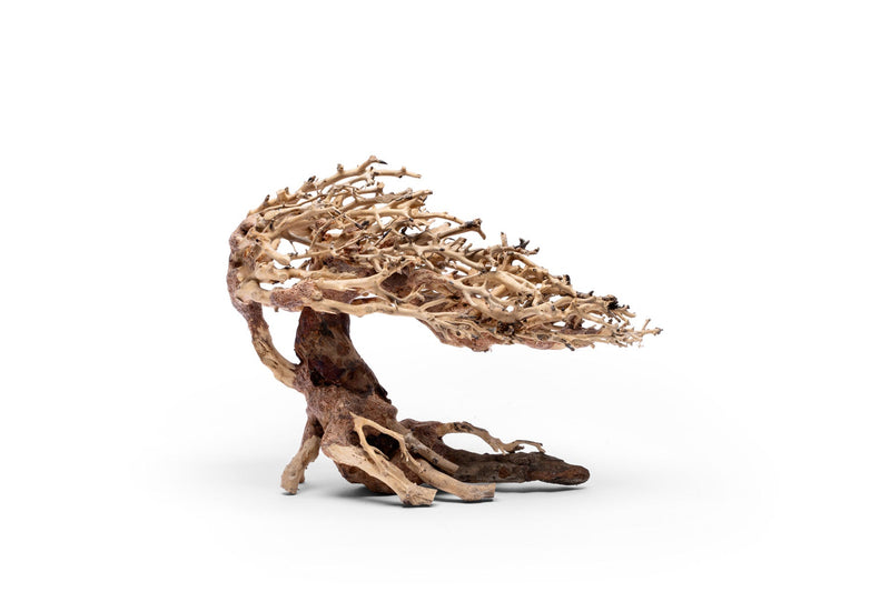 UNS Bonsai 019 Driftwood - Buce Plant