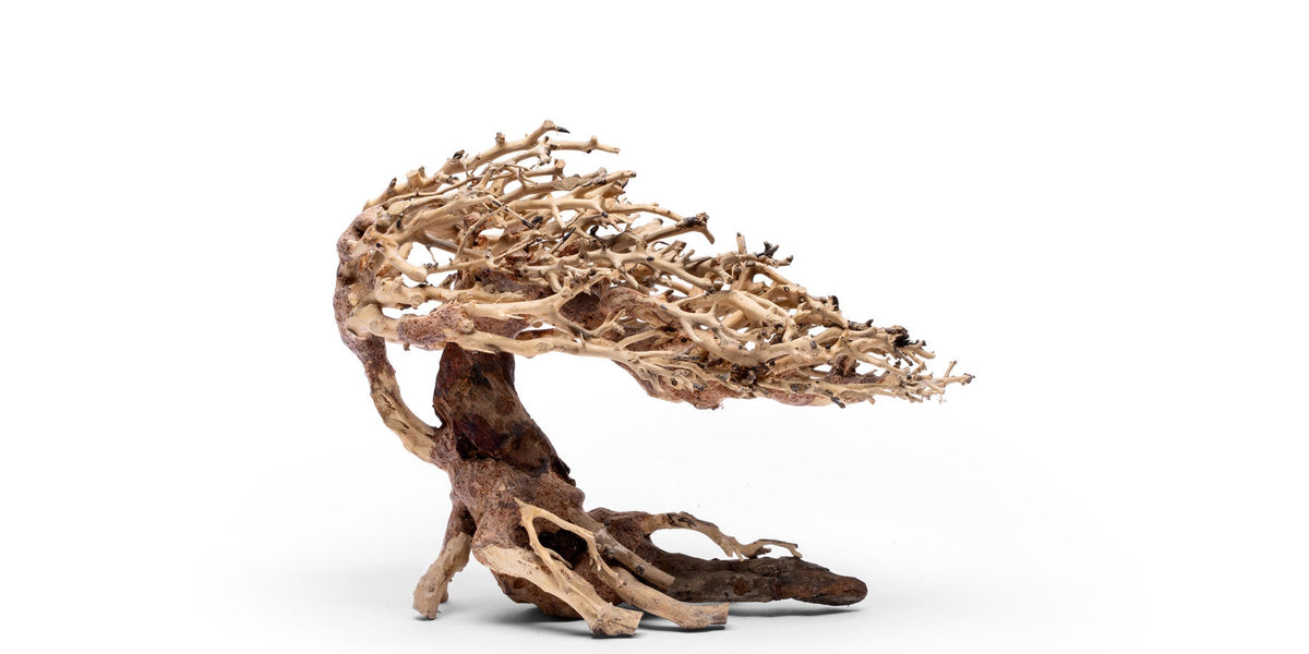 uns-bonsai-019-