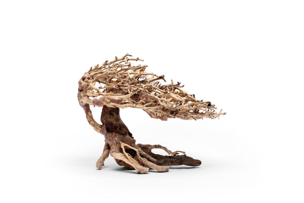 uns-bonsai-019-