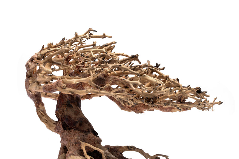 UNS Bonsai 019 Driftwood - Buce Plant
