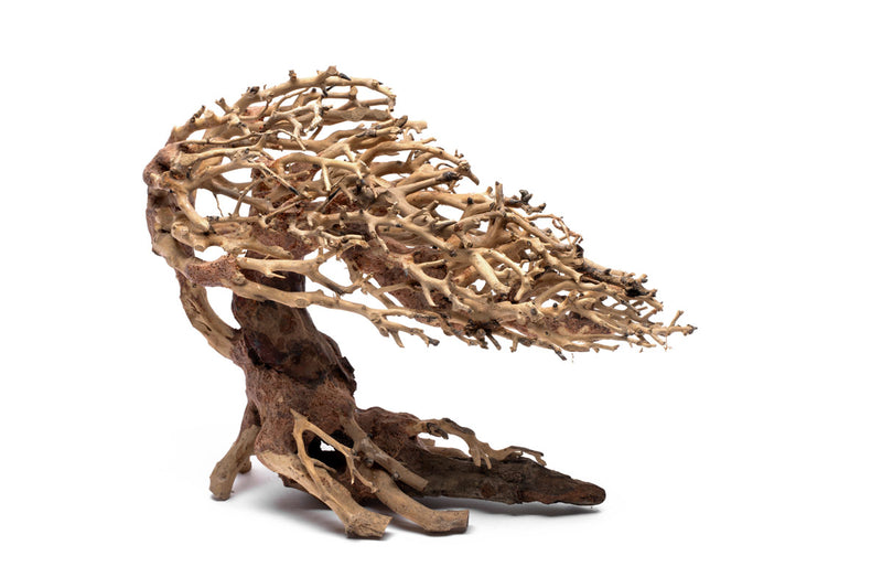 UNS Bonsai 019 Driftwood - Buce Plant