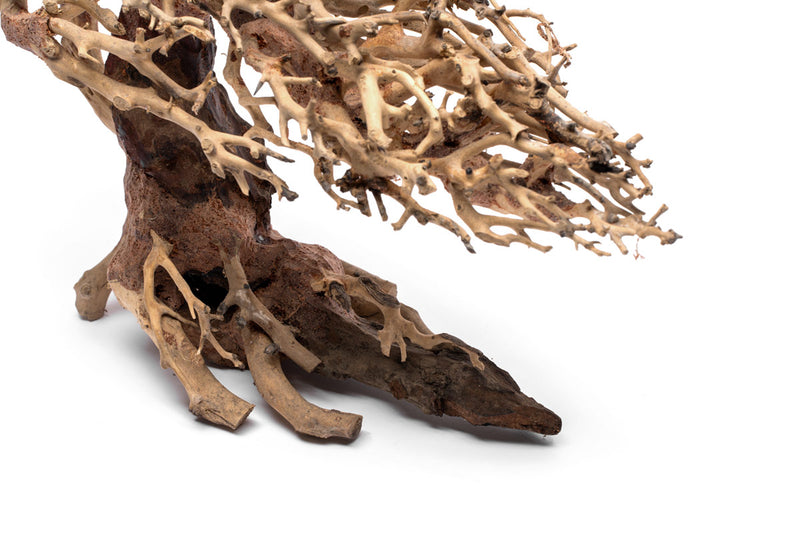 UNS Bonsai 019 Driftwood - Buce Plant
