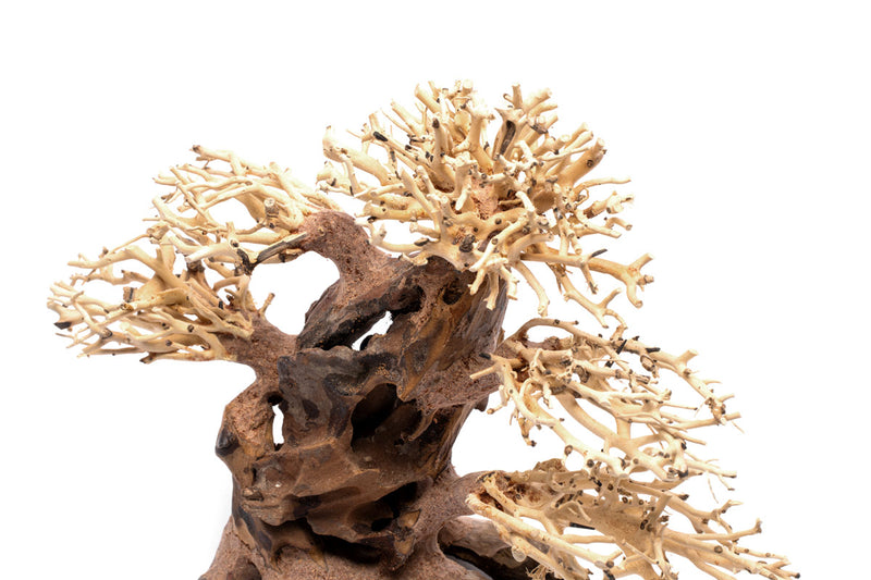 UNSHARDSCAPE UNS Bonsai 020 driftwood piece with intricate natural wood textures and organic shape for bonsai or decorative display