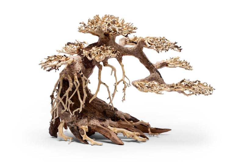 UNS Bonsai 021 Driftwood - Buce Plant