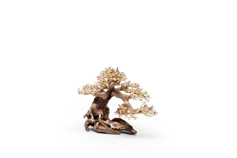 UNS Bonsai 021 Driftwood - Buce Plant