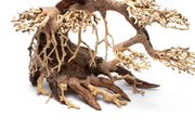UNS Bonsai 021 Driftwood - Buce Plant