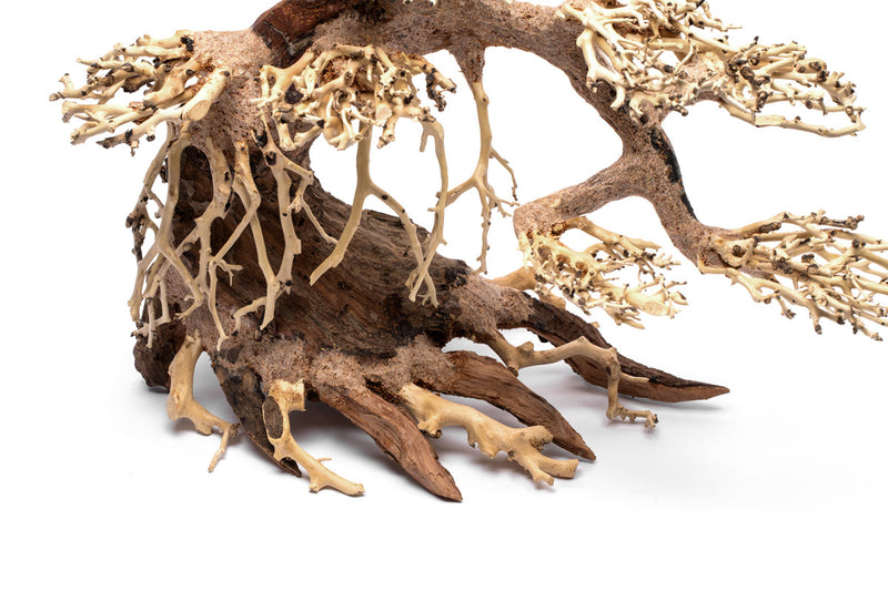 UNS Bonsai 021 Driftwood - Buce Plant