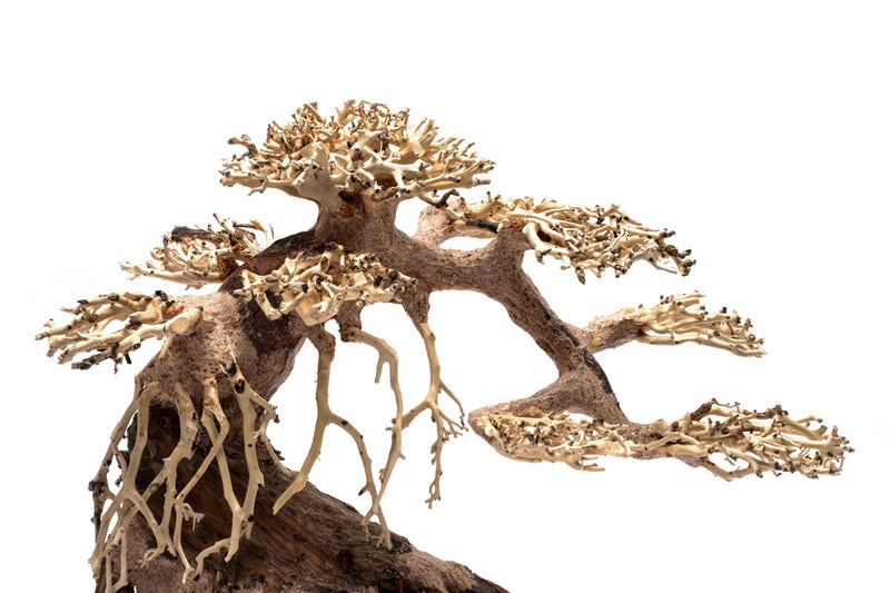 UNS Bonsai 021 Driftwood - Buce Plant