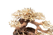 UNS Bonsai 021 Driftwood - Buce Plant