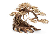 UNS Bonsai 021 Driftwood - Buce Plant