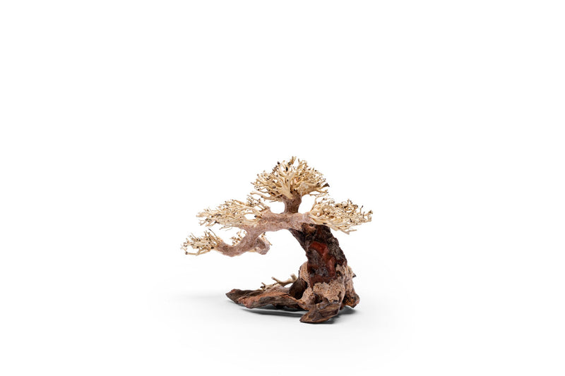 UNS Bonsai 021 Driftwood - Buce Plant