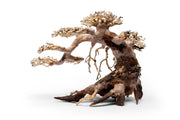 UNS Bonsai 021 Driftwood - Buce Plant