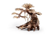 UNS Bonsai 021 Driftwood - Buce Plant