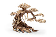 UNS Bonsai 021 Driftwood - Buce Plant