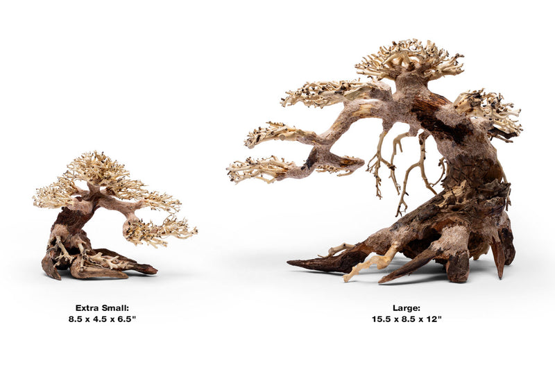 UNS Bonsai 021 Driftwood - Buce Plant