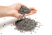 UNS Controsand - Kona Substrate - Buce Plant