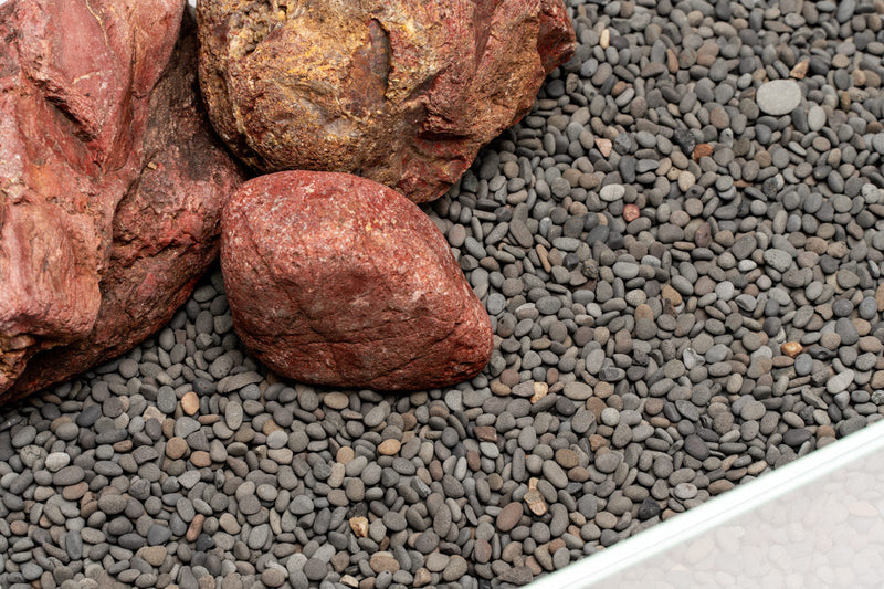UNS Controsand - Kona Substrate - Buce Plant