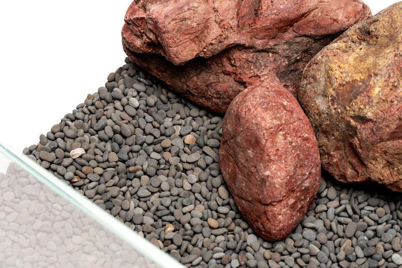 UNS Controsand - Kona Substrate - Buce Plant